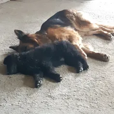 خواب راحت در آغوش مادر
