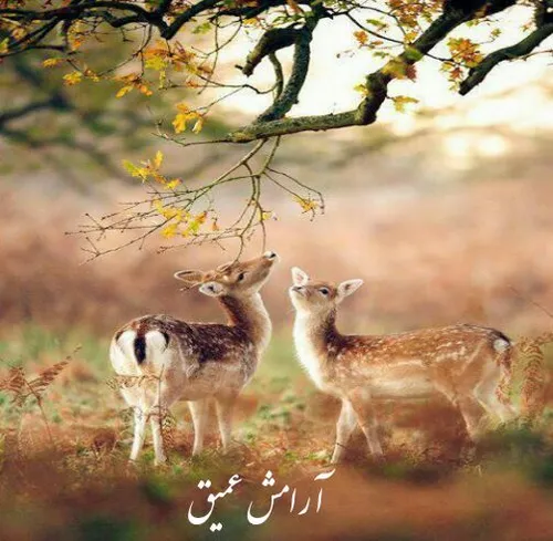 پرانرژی باش