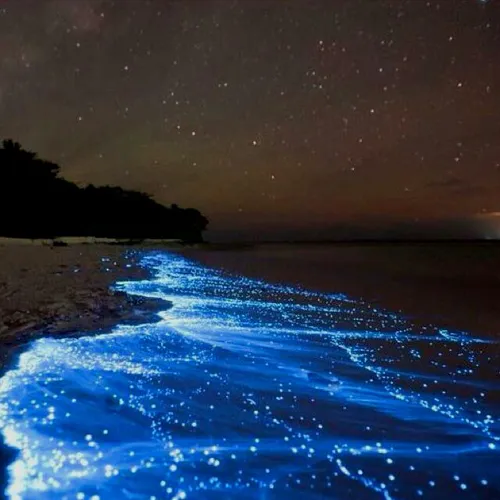 دریای ستاره هاجزیره ی وادهو در مالدیو ساحل بسیار رویایی😍