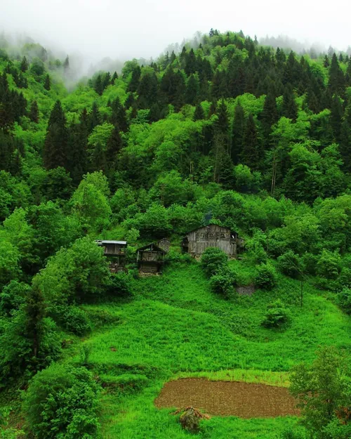 سرسبز منظره جنگل روستا ترکیه طبیعت بورچکا آرتوین طبیعتگرد
