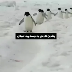 من پنگوئن دارم:)))