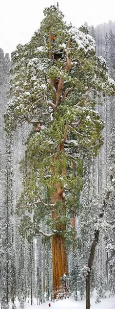 سومین درخت سکویای بلند جهان،در کالیفرنیا،طول این درخت به7