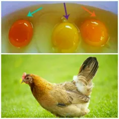 رنگ زرده تخم مرغ به رژیم غذایی مرغ بستگی دارد