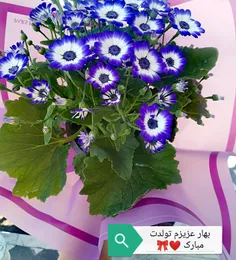 تولدت مبارک مهربونم🤗🎉https://wisgoon.com/bahar_rr