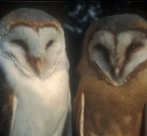 با این یاد کدوم انیمیشن میوفتید؟ اگه می شناسید دوست خوب م