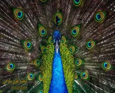 #طاووس_نر #پیکاک را می بینید که به زیبایی، پرهای دمش را ب