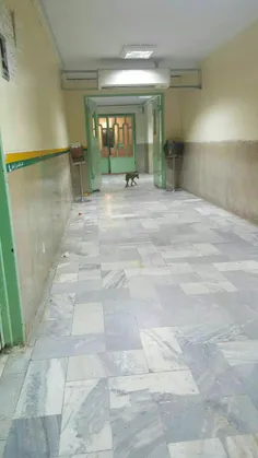 سگ در یکی از بیمارستانهای خوزستان