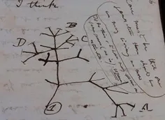دستنوشته‌های سرقت شده داروین پس از ۲۰ سال به طرز رازآمیزی