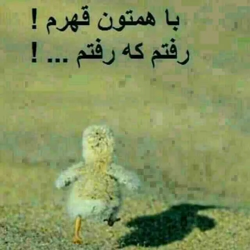 بی چاره گناه داره:-)