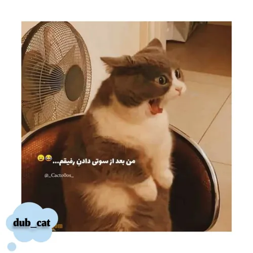 ممنون میشم نظرتون رو راجب پست بگید 🐈🫶🤪