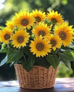 صبح یعنى صراحت ابراز عشق