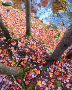 پاییز  میتواند 