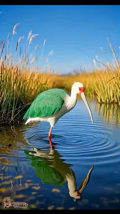 🌍جلوه زیبا ازجهان هستی خلق یکتارا سپاس🤲🤲💚🌺🌺