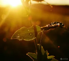 کوچه ای را بود نامش معرفت، مردمانش بامرام ازهرجهت... سیل 