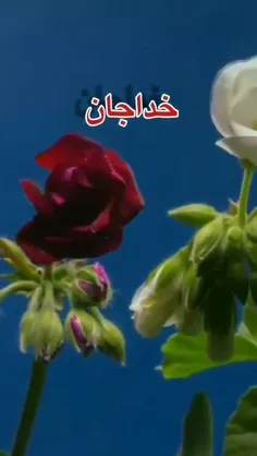 #خدا💕