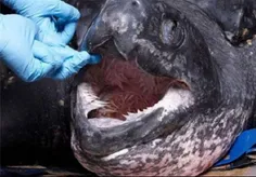وحشتناک ترین دهان جهان متعلق به لاک پشت دریایی