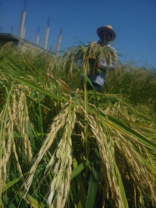 صبح امروز،برداشت برنج مزرعه ما....