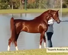 اسب عربی (الحصان العربي) که بعضی اوقات در ایران به آن اسب
