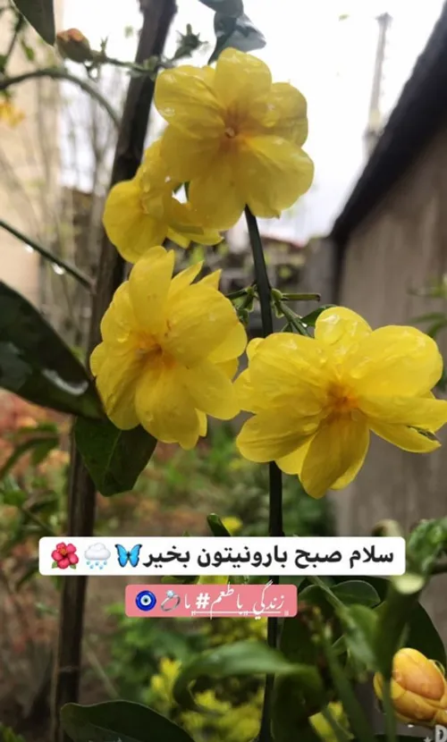 زندگی با طعم ما