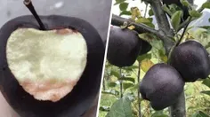🍏نوع غیر معمول سیب، سیب سیاه