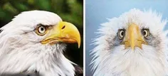 یکی از دلایلی که همیشه از نیم‌رخ عقاب آمریکایی عکس میگیرن