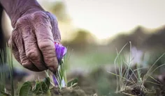 شعر گلو وَنَژَه مَده