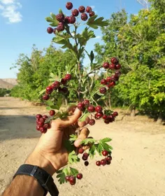 تابستان زیبای شیراز