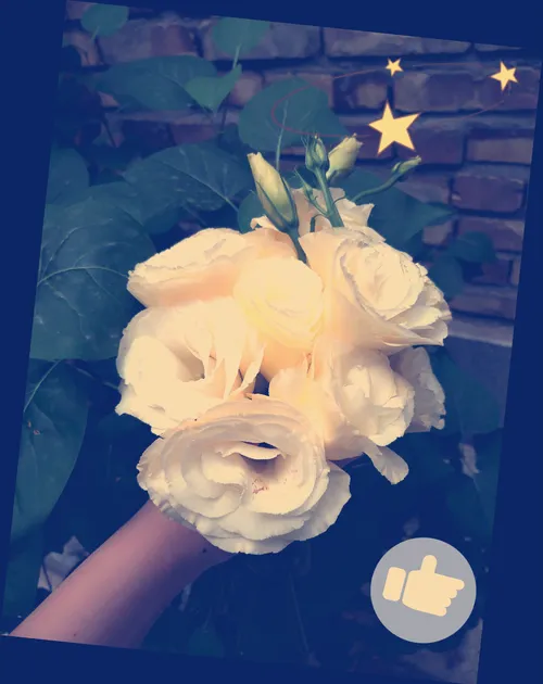 گل سفید