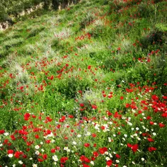 ایلام/بهار۹۴