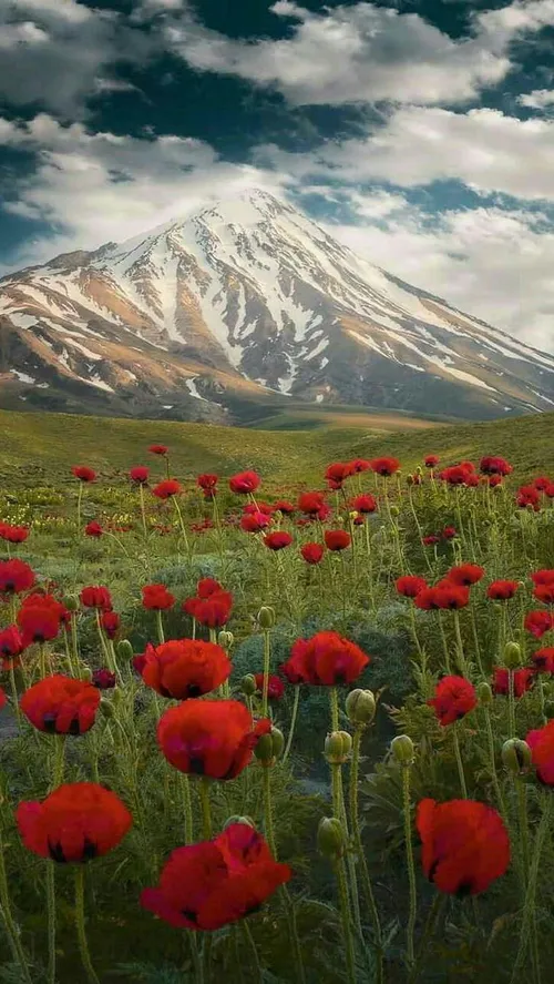 در کوهپایه بلندترین قله ایران، یعنی دماوند، دشتی بکر وجود