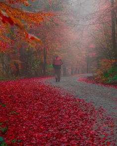📸 پاییز قرمز رنگ در پارک ملی یِددی گوللَر در استان بولی ک