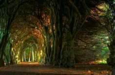 تونل درختی، میث(Meath) ، ایرلند