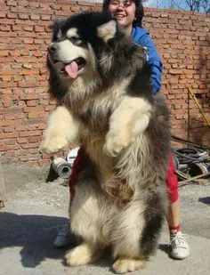 بزرگترین سگهای دنیا