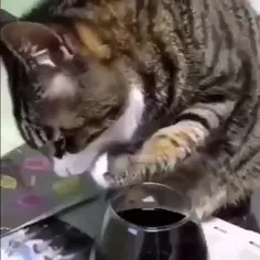 🐈😂🍷