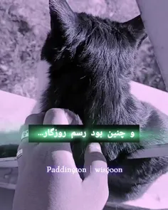 کلیپ ناز کردن گربه توی دانشگاه 