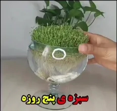 🌱سبزه فوری درست کن😍