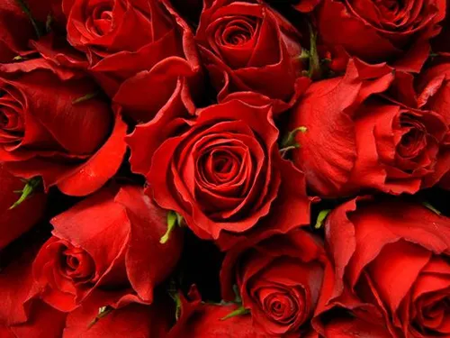 این گلهای سرخ تقدیم گل وجودتک تک همراهان گرامی 💝 💝 💝 💝 💝 