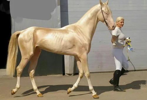 اسب نژاد akhal teke golden horse گران قیمت ترین و زیبا تر