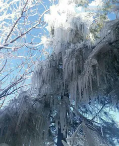 📸 🌳  یخ زدن وقندیل بستن درختان کرمانشاه براثر سرمای شدید 