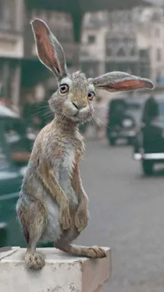 پس زمینه طوری🐰