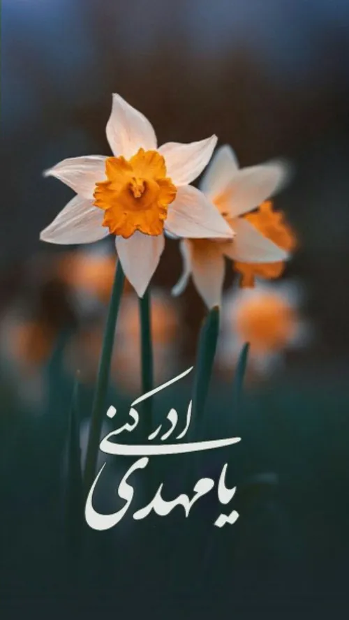 نیمه شعبان ولادت حضرت مهدی(عج) مبارک🌹🌹🌹