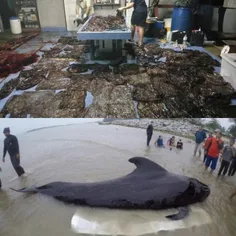 اواخر هفته گذشته نهنگی در سواحل تایلند به گل نشست که 80 ک