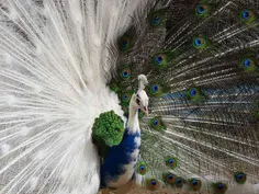 طاووس دورنگ