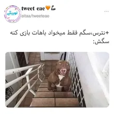 تف بش 