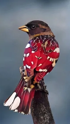 #پرندگان_زیبا_و_خوشرنگ