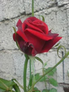 این گل رز باغچمونه