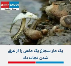 🔴 یک مار شجاع یک ماهی رو از غرق شدن نجات داد!!!