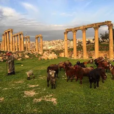 An old man herding his sheep near the historical Roman si