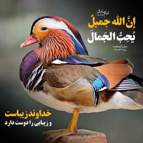 السلام علی المهدی عج