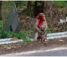 میمونی که تیر خورده بود وبرای آخرین بار به بچش شیر داد😥